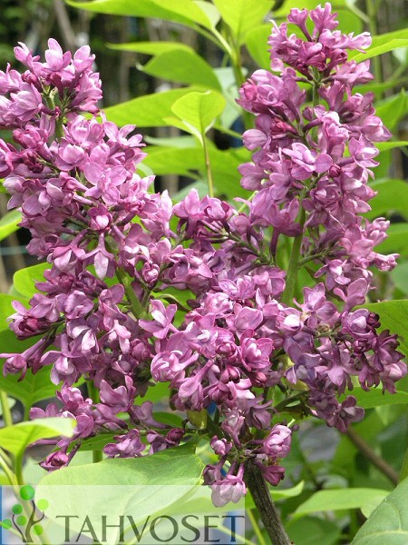 Syringa Vulgaris-ryhmä 'Charles Joly', jalosyreeni